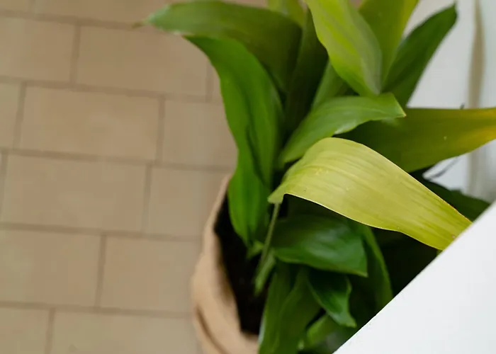 Apartment Konak 公寓 *